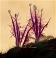  Stamens and Pistil